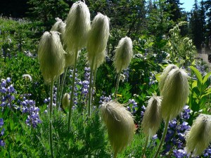 interesting flowers