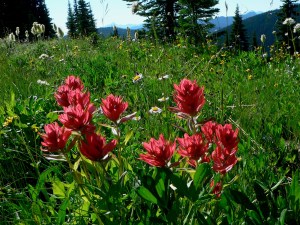 red flowers