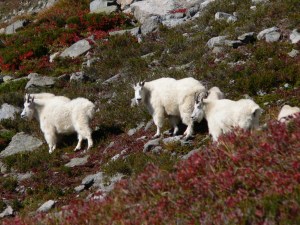 goats on the hill